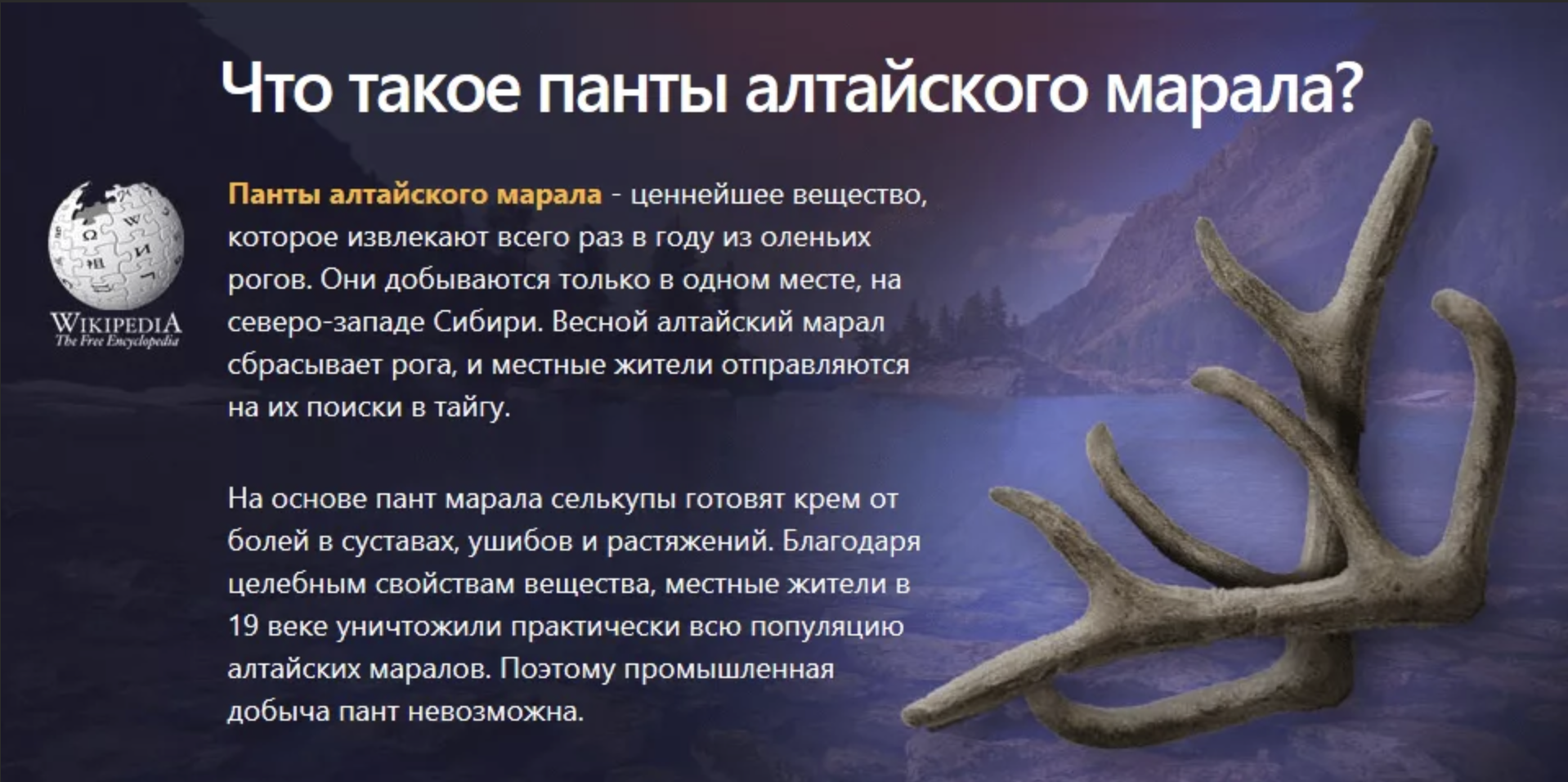 Статья - "Полезные свойства пантов марала"